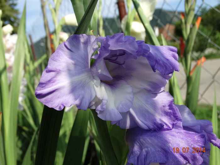 DSC05888 - Gladiole 2014