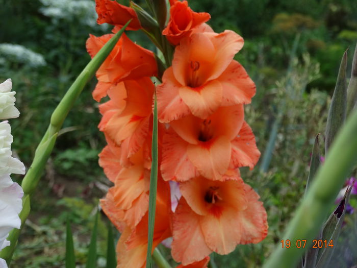 DSC05903 - Gladiole 2014