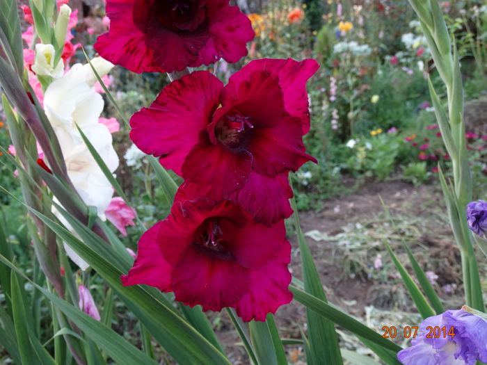 DSC06021 - Gladiole 2014