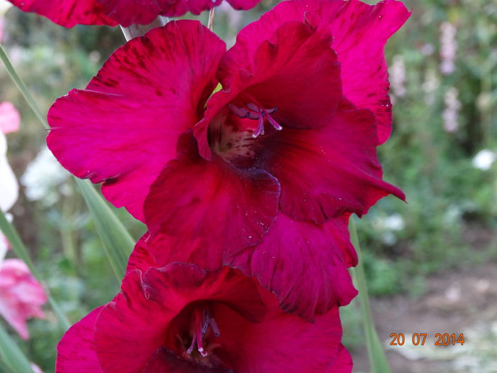 DSC06020 - Gladiole 2014