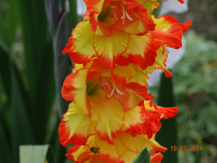 DSC05908 - Gladiole 2014