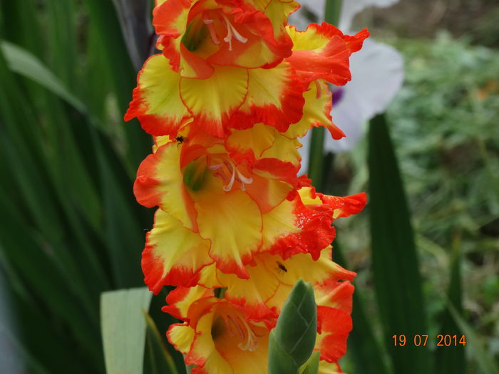 DSC05907 - Gladiole 2014