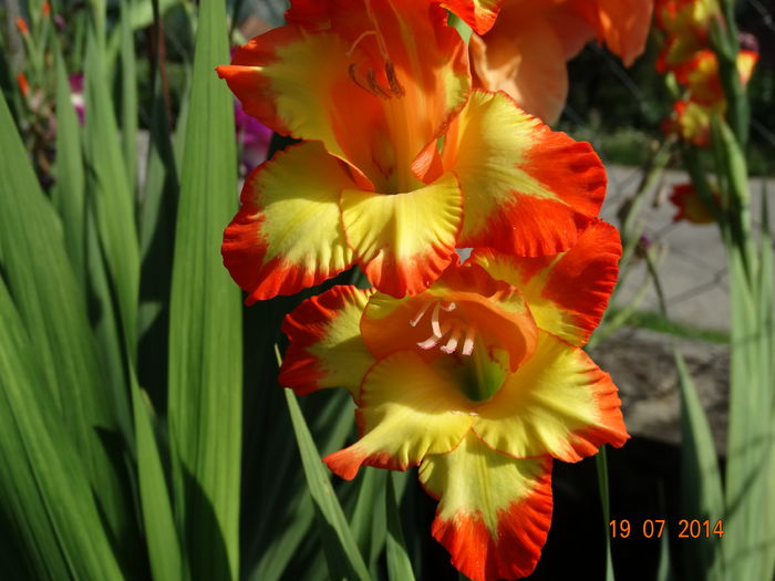 DSC05867 - Gladiole 2014