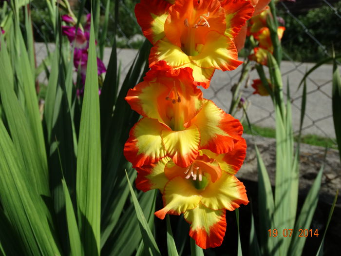 DSC05865 - Gladiole 2014