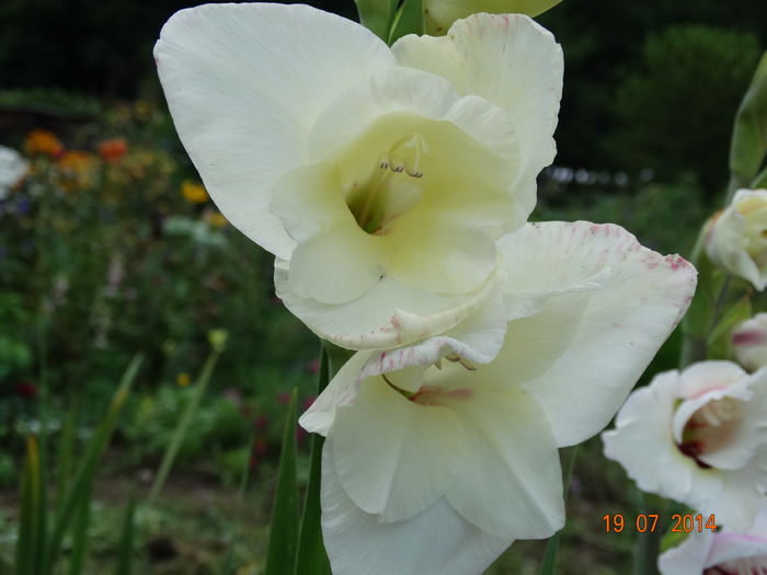 DSC05901 - Gladiole 2014
