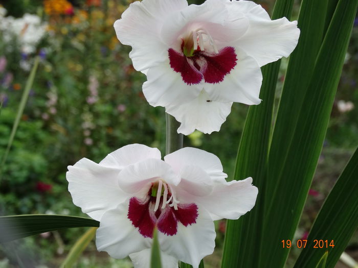 DSC05900 - Gladiole 2014