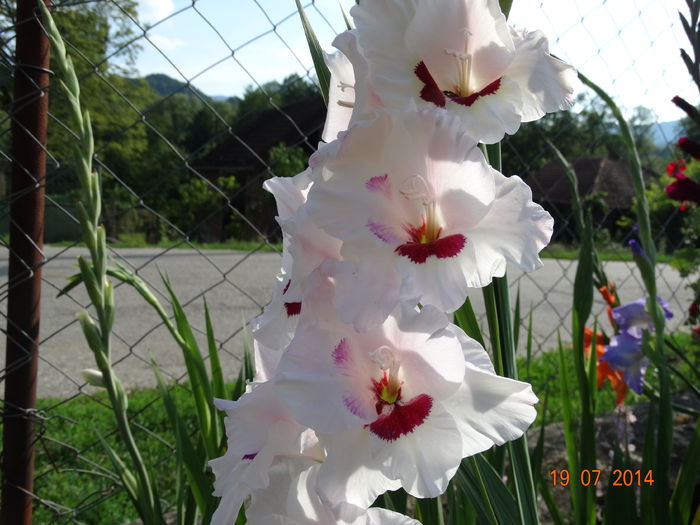 DSC05877 - Gladiole 2014