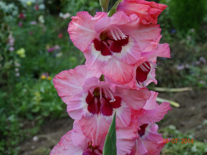 DSC05891 - Gladiole 2014