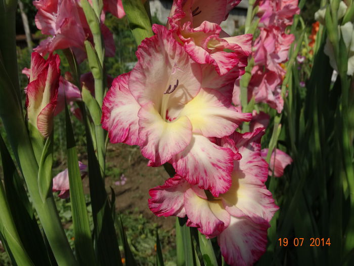 DSC05885 - Gladiole 2014