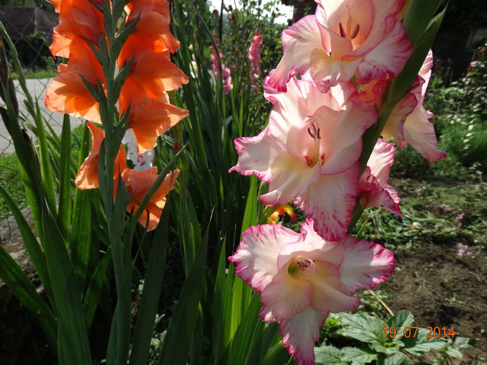 DSC05868 - Gladiole 2014