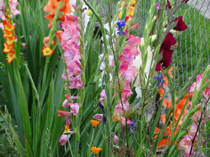 DSC05951 - Gladiole 2014