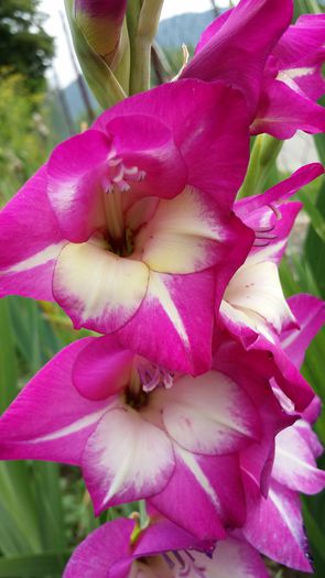 20140706_144710 - Gladiole 2014