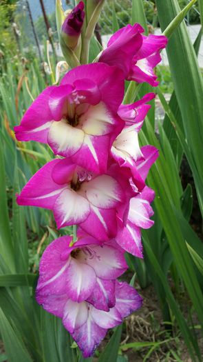20140706_144659 - Gladiole 2014