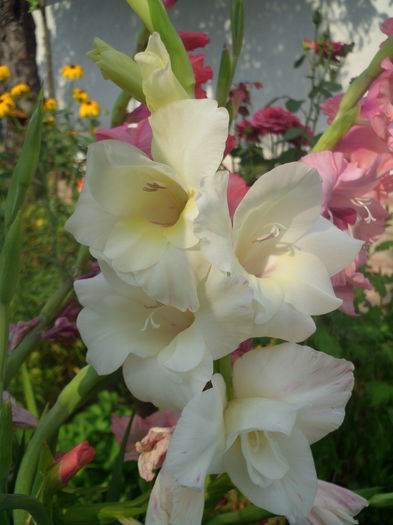 HPIM1468 - Gladiole