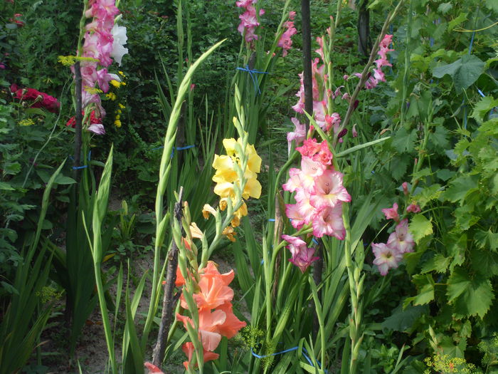 HPIM1498 - Gladiole