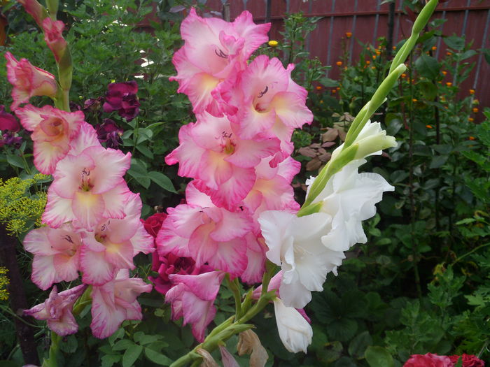 HPIM1526 - Gladiole