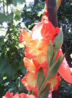 98145891_GHLEACT3 - Gladiole