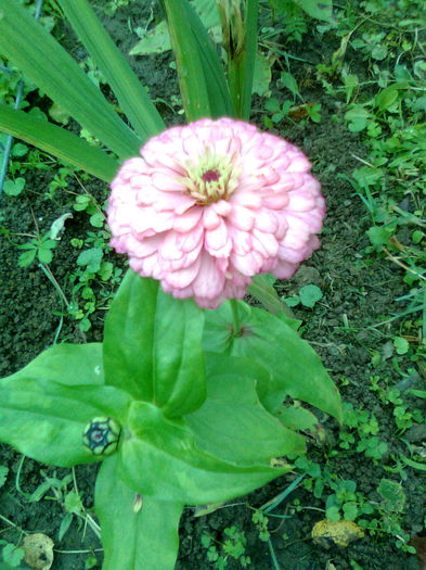 DOC POZE 014 - A___PRIMAVARA-VARA 2014