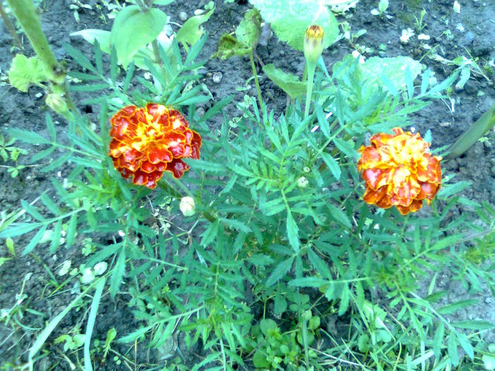 DOC POZE 023 - A___PRIMAVARA-VARA 2014