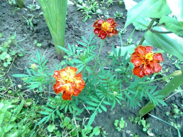 DOC POZE 025 - A___PRIMAVARA-VARA 2014