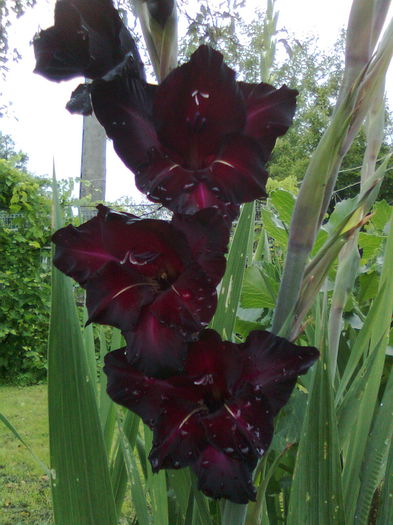 DOC POZE 026 - A___PRIMAVARA-VARA 2014