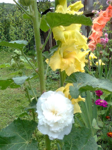 DOC POZE 006 - A___PRIMAVARA-VARA 2014