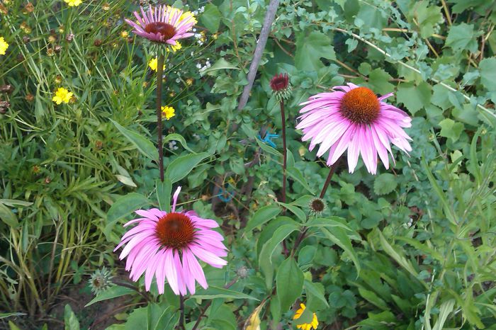 Echinacea purpurae - PLANTE CU EFECT MEDICINAL