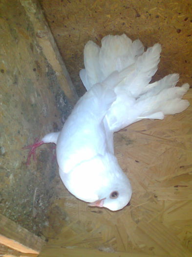 Curcan pui m am si f