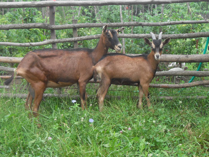 vanzari 322 - Tap si capra alpina franceza de vanzare