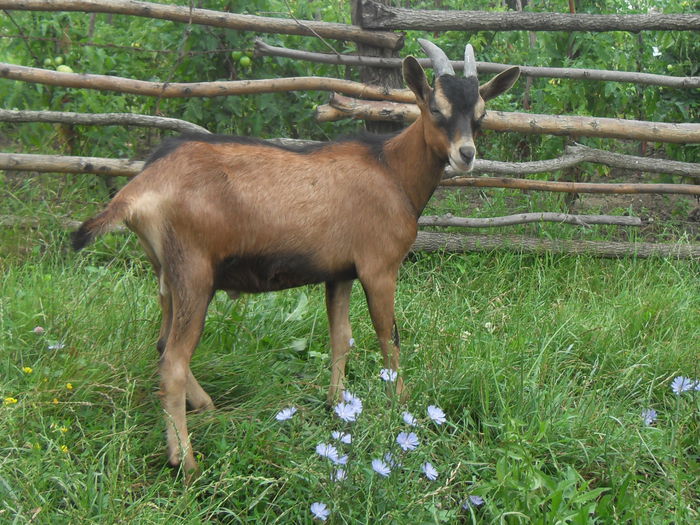 vanzari 320 - Tap si capra alpina franceza de vanzare