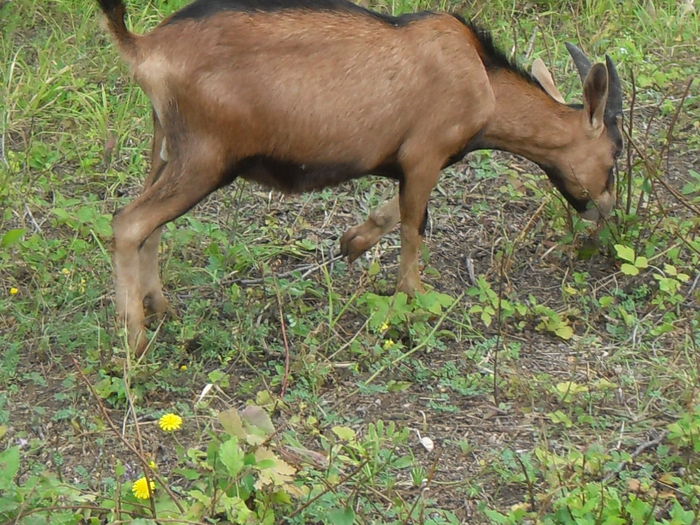 vanzari 316 - Tap si capra alpina franceza de vanzare