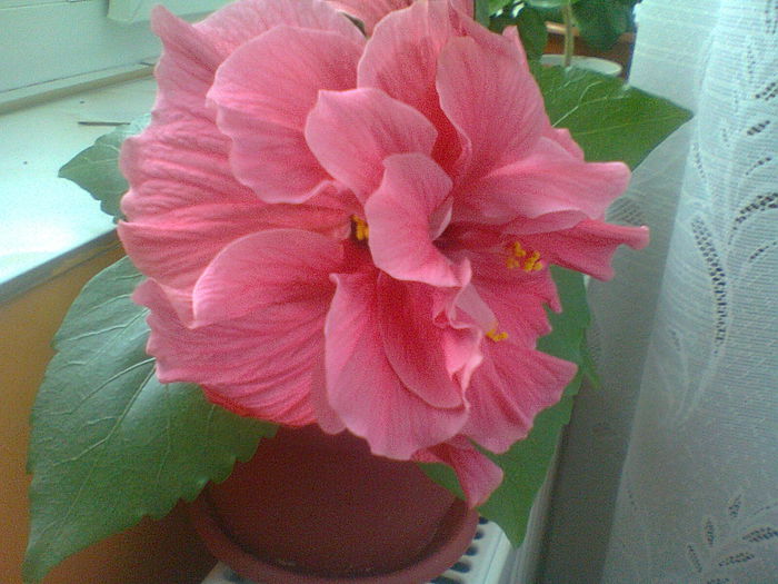 roz -siclam, foarte frumos !!