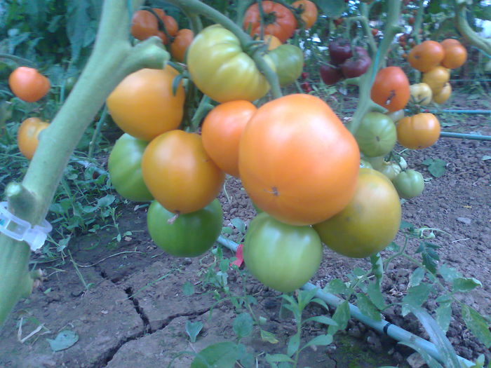 Fotografie0598 - Tomatele mele  2014