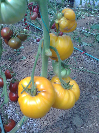 Fotografie0683 - Tomatele mele  2014