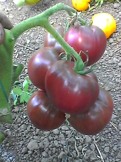 Photo0047 - Tomatele mele  2014