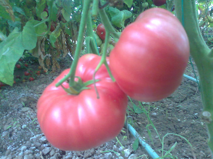 Fotografie0631 - Tomatele mele  2014