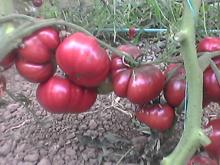 Photo0015 - Tomatele mele  2014