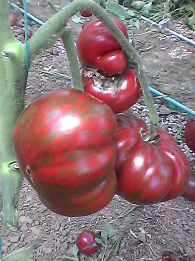 Photo0030 - Tomatele mele  2014