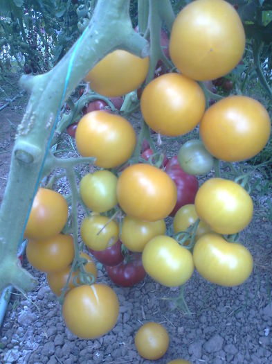 Fotografie0672 - Tomatele mele  2014