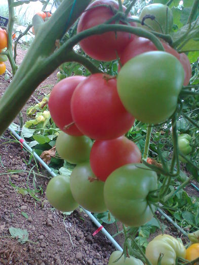 Fotografie0623 - Tomatele mele  2014