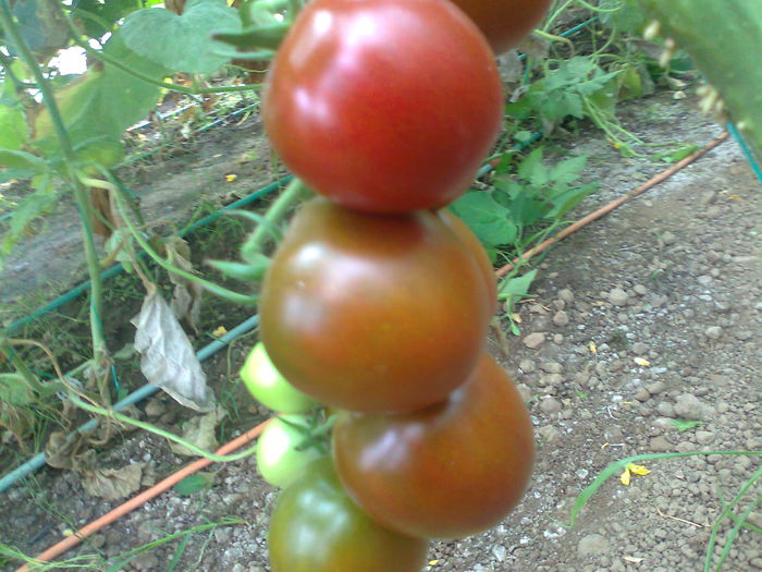 Fotografie0666 - Tomatele mele  2014