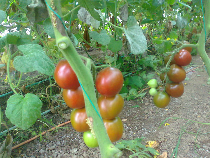 Fotografie0668 - Tomatele mele  2014