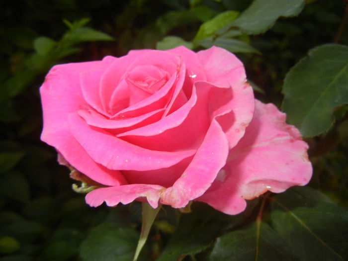 Rose Pink Peace (2014, June 27)