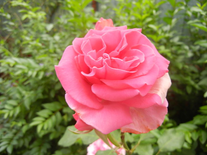Rose Pink Peace (2014, July 03)