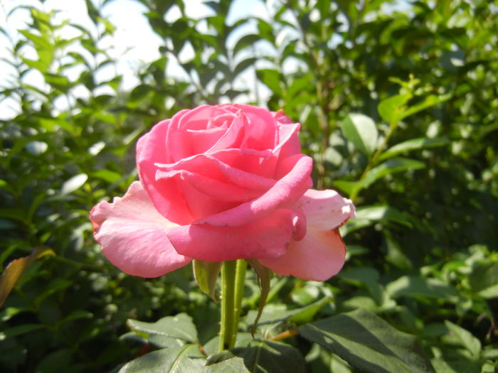 Rose Pink Peace (2014, July 19) - Rose Pink Peace
