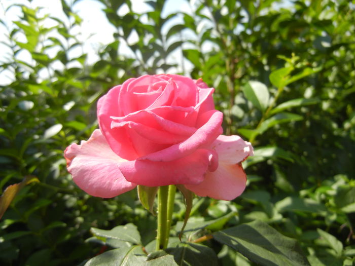 Rose Pink Peace (2014, July 19)