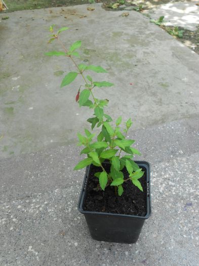 usci 036; Fuchsia de gradina cu inflorire de lunga durata. Butasii provin din planta mea care este deja aclimatizata. Pret: 25 ron
