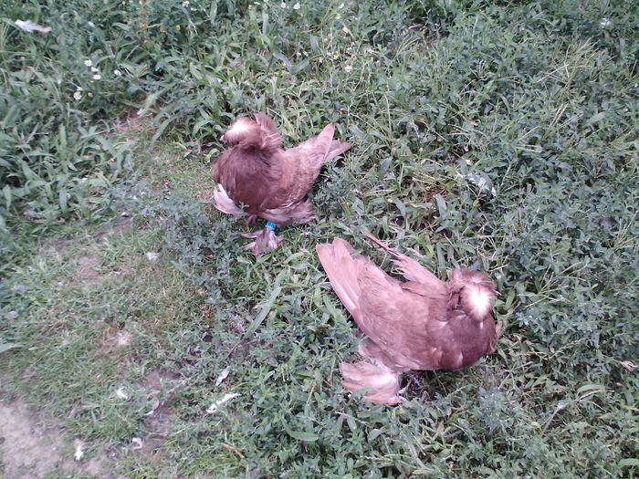 pui rosii .2014 - TINERET TOBOSARI DE BUHARA