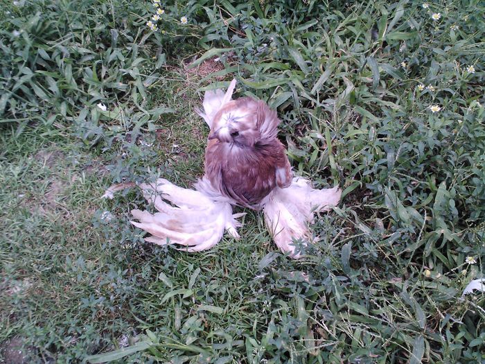 CAM00497 - TINERET TOBOSARI DE BUHARA