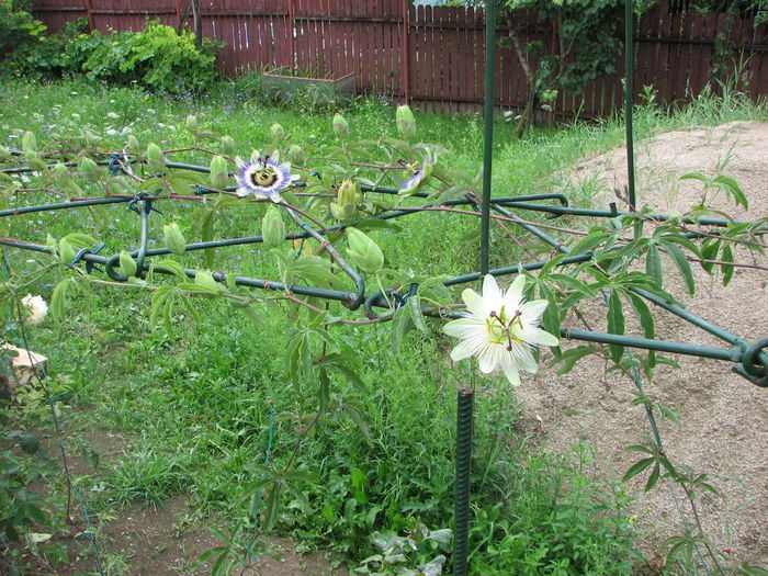 IMG_3177 - Pasiflora Eliota 2014